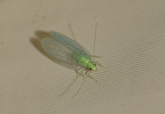 Pseudomallada ventralis