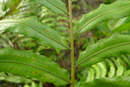 Broad Sword Fern
