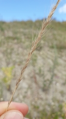 Festuca muralis