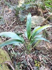 Cordyline petiolaris