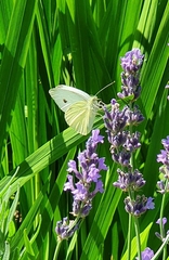 Pieris rapae
