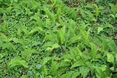 Amauropelta beddomei