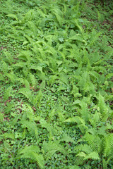 Amauropelta beddomei