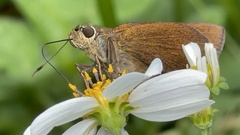 Caltoris cahira austeni