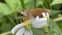 Caltoris cahira austeni