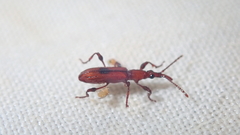 Stereobates pedator