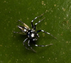 Phintella bifurcilinea