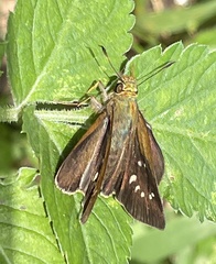 Caltoris cahira austeni