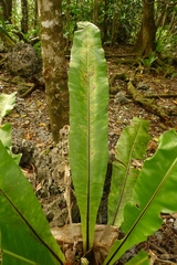 Asplenium australasicum