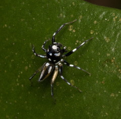 Phintella bifurcilinea