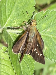 Caltoris cahira austeni