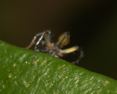 Phintella bifurcilinea