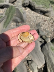 Macoma
