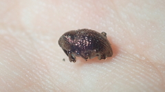 Chalcodermus