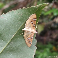 Cotachena