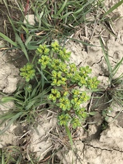 Euphorbia helioscopia