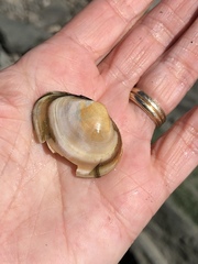 Macoma