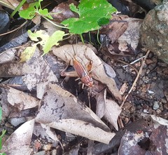 Teleogryllus mitratus