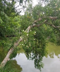 Melaleuca leucadendra