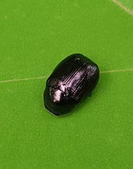 Apogonia cribricollis