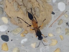 Sceliphron javanum petiolare