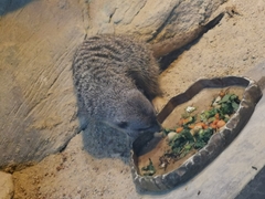 Suricata