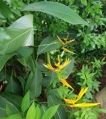 Heliconia × nickeriensis
