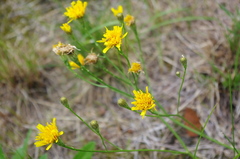 Scorzoneroides autumnalis