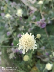 Cephalaria litvinovii