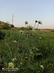 Cephalaria litvinovii