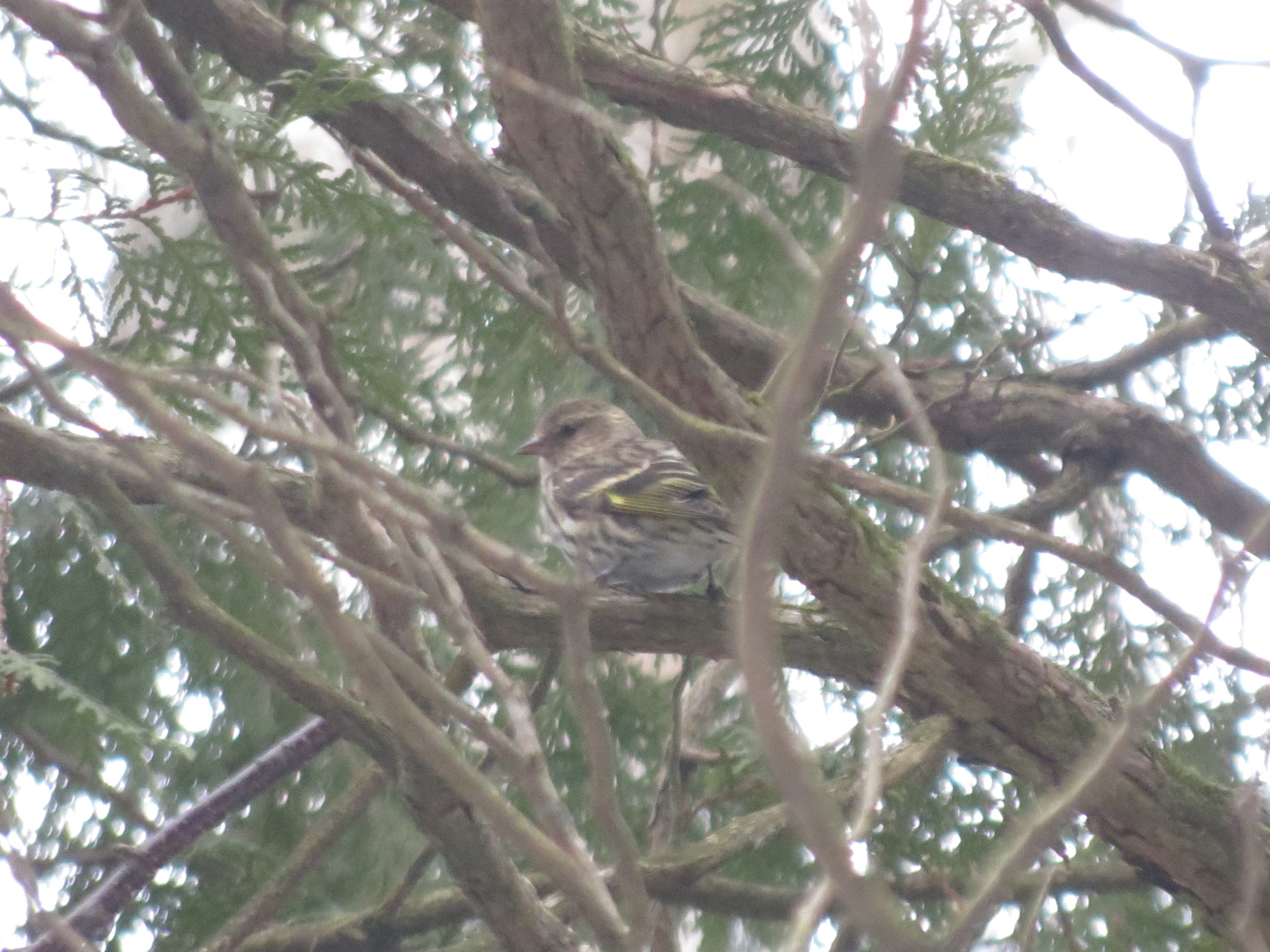 Pine Siskin