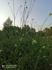 Cephalaria litvinovii