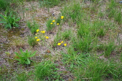 Scorzoneroides autumnalis
