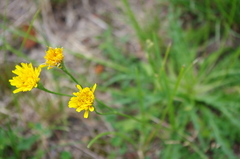 Scorzoneroides autumnalis