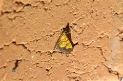Cryptosara caritalis
