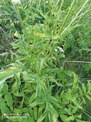 Cephalaria litvinovii