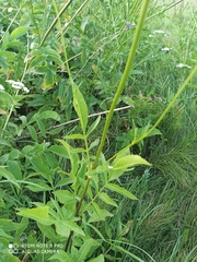 Cephalaria litvinovii