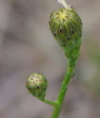 Scorzoneroides autumnalis