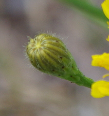 Scorzoneroides autumnalis