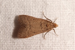 Bostra obsoletalis