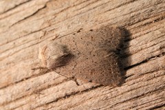 Caradrina aspersa
