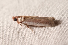 Denticera divisella