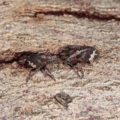 Oxyops fasciatus