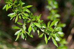 Rhamnus parvifolia