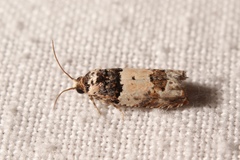 Epinotia thapsiana