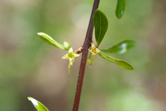 Rhamnus parvifolia
