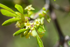 Rhamnus parvifolia