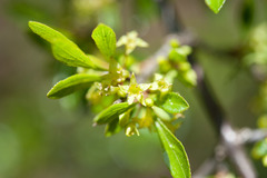 Rhamnus parvifolia