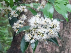 Syzygium levinei