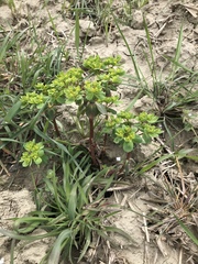 Euphorbia helioscopia